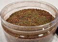 kksl10_forest_ground_close.jpg